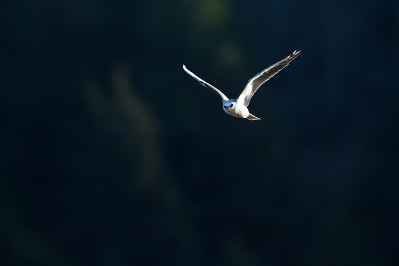 White-Tailed Kite In Flight